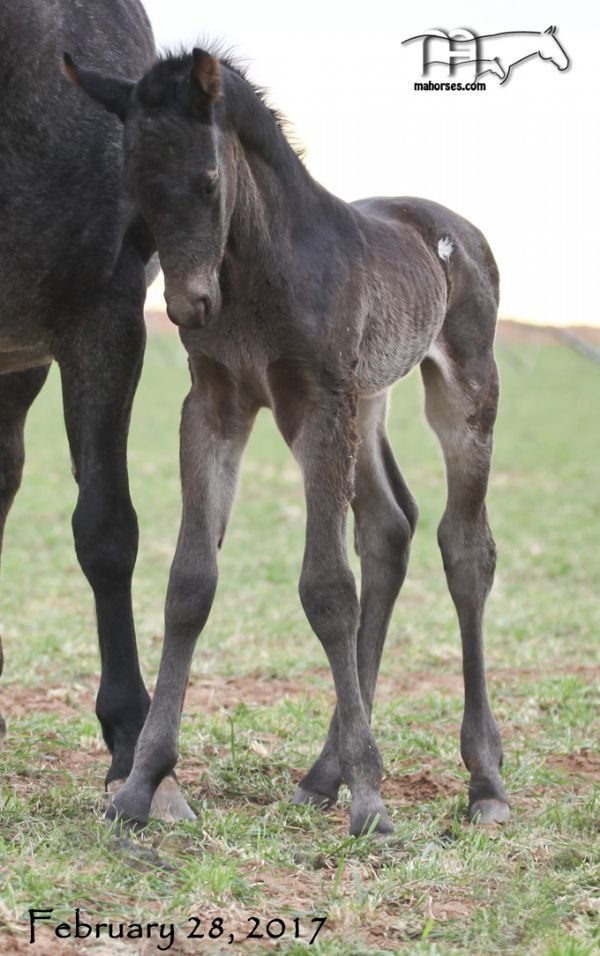 zzz Hancocks Blue Bonnet's 2017 Roan Colt RIP sweet boy
